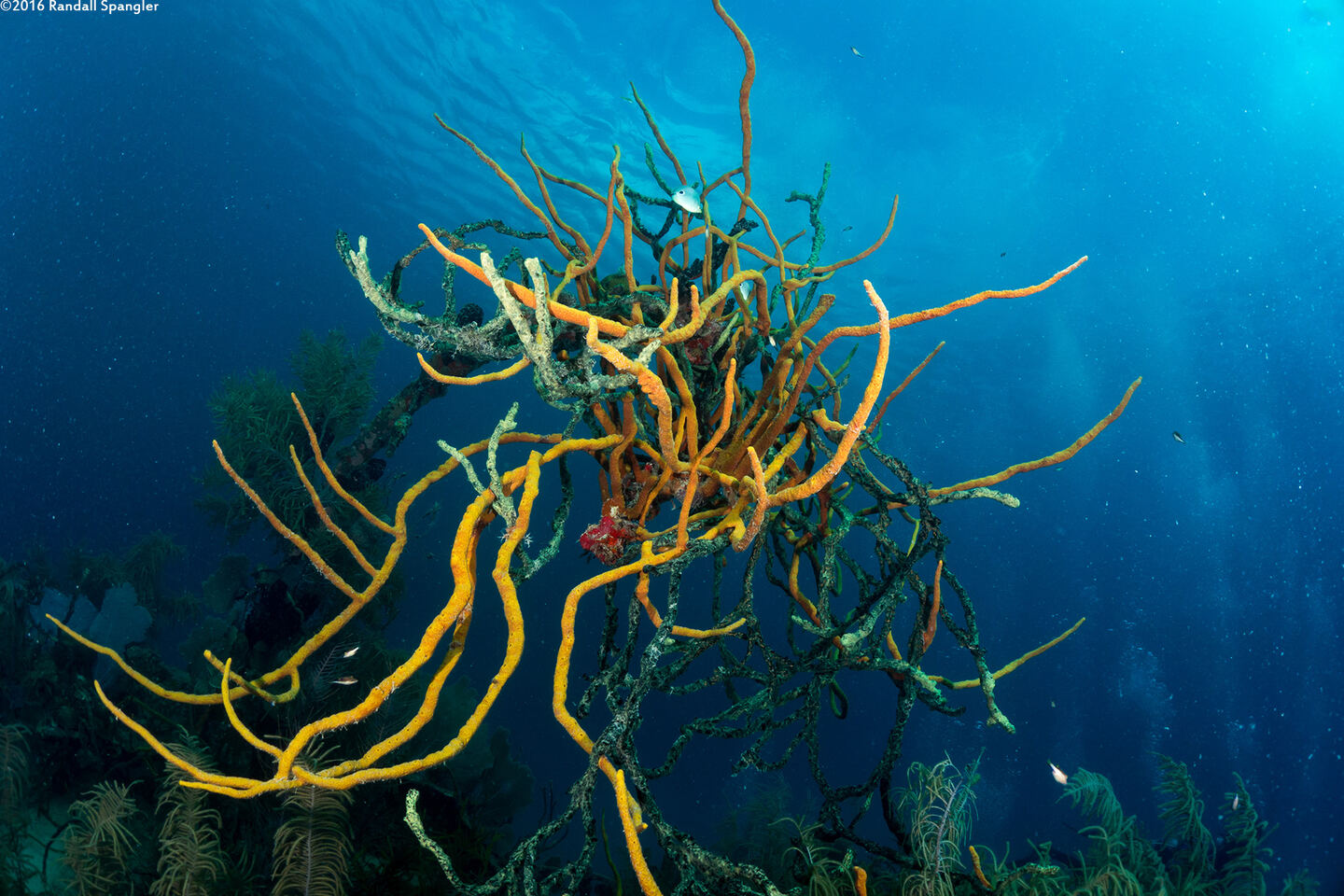 Aplysina cauliformis (Row Pore Rope Sponge)