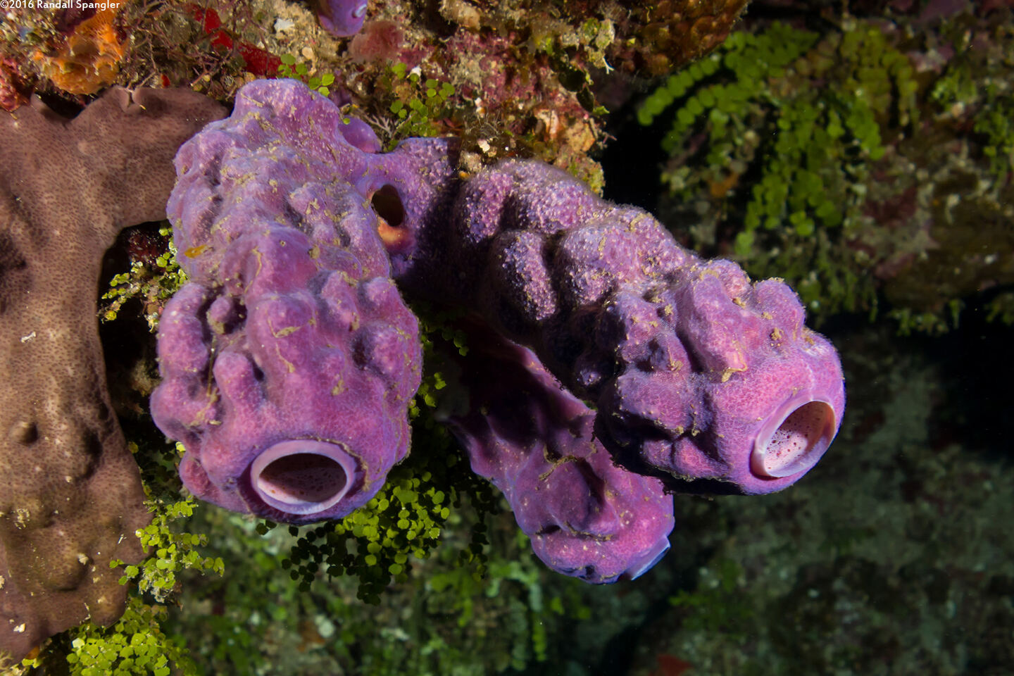 Aplysina archeri (Stovepipe Sponge)