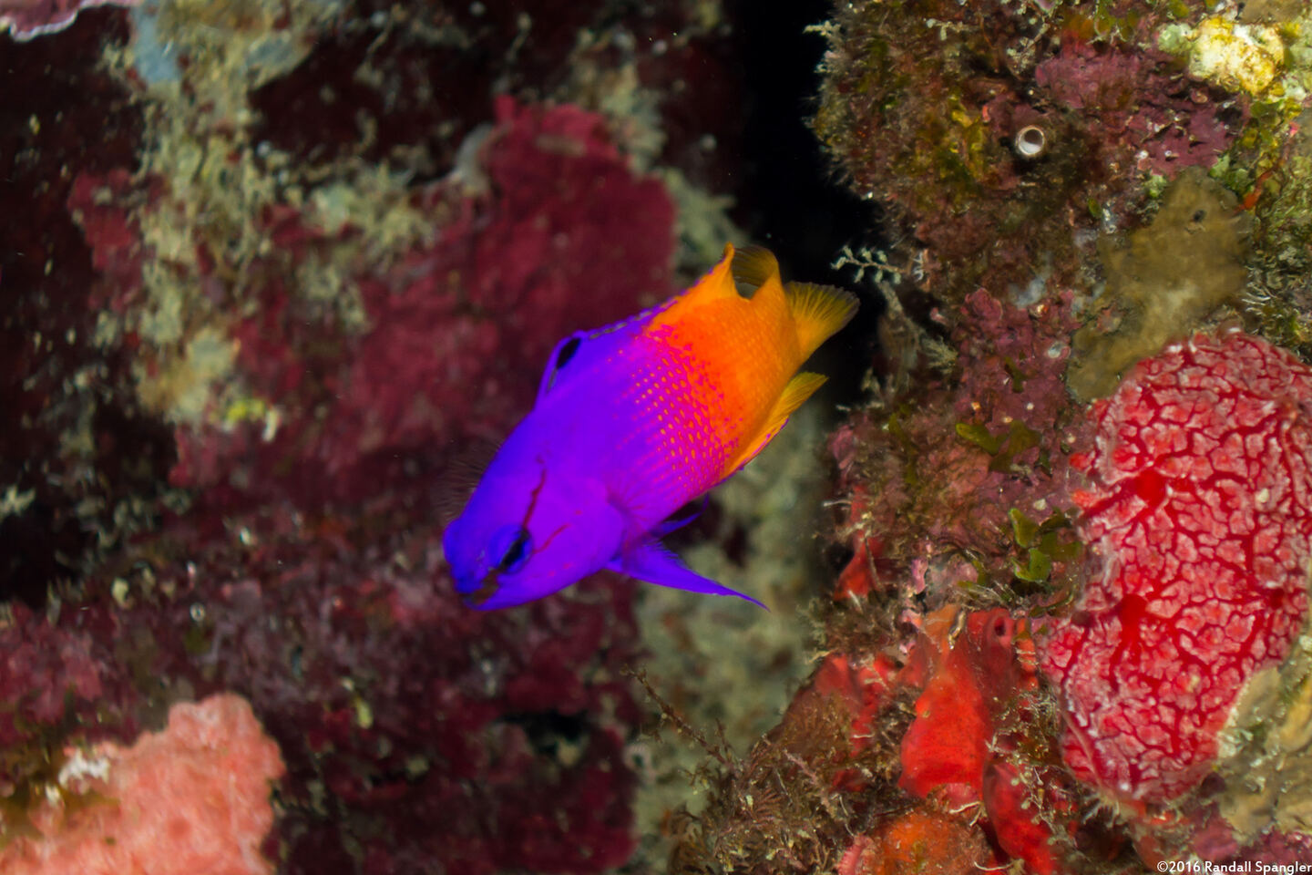 Gramma loreto (Fairy Basslet)