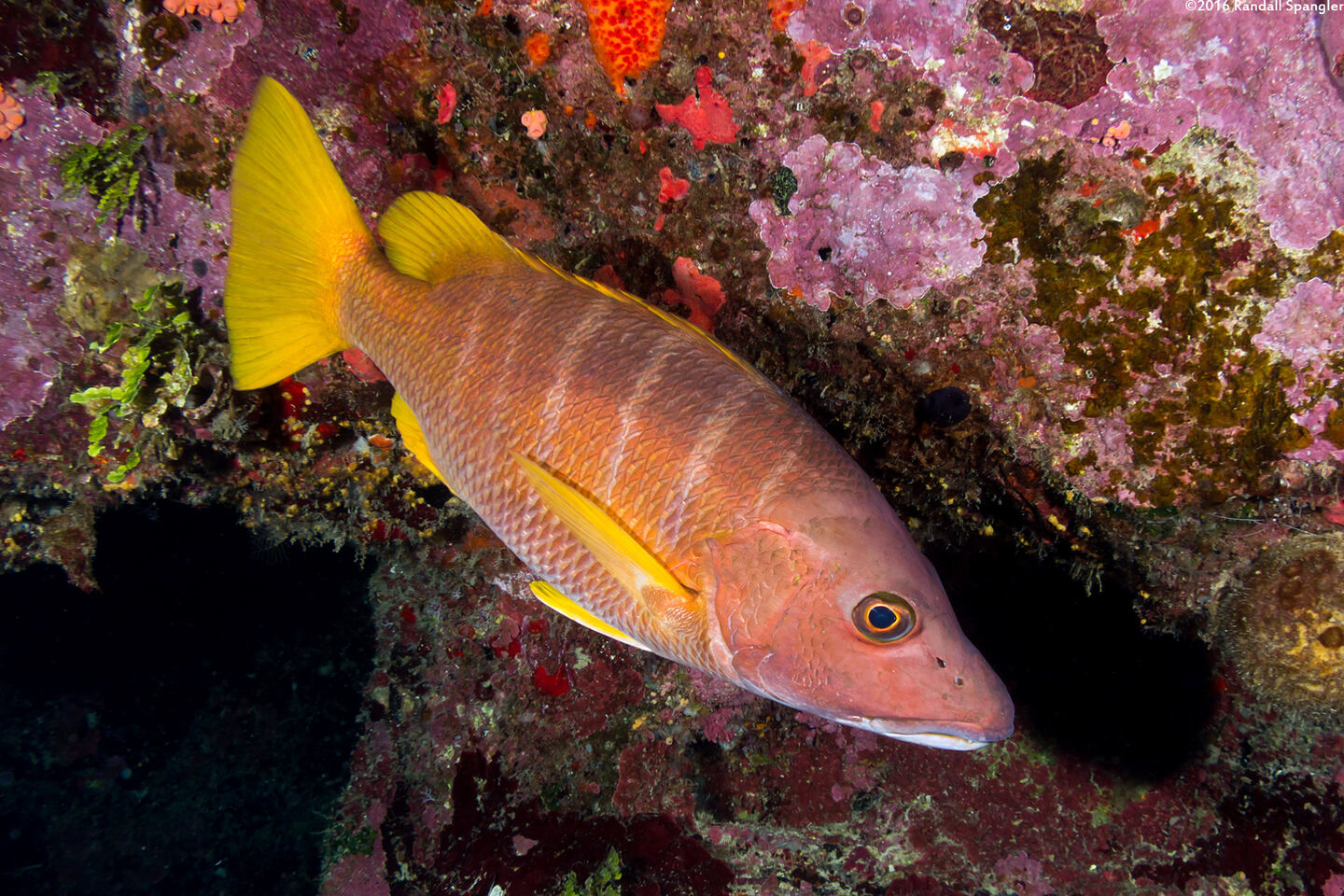 Lutjanus apodus (Schoolmaster)