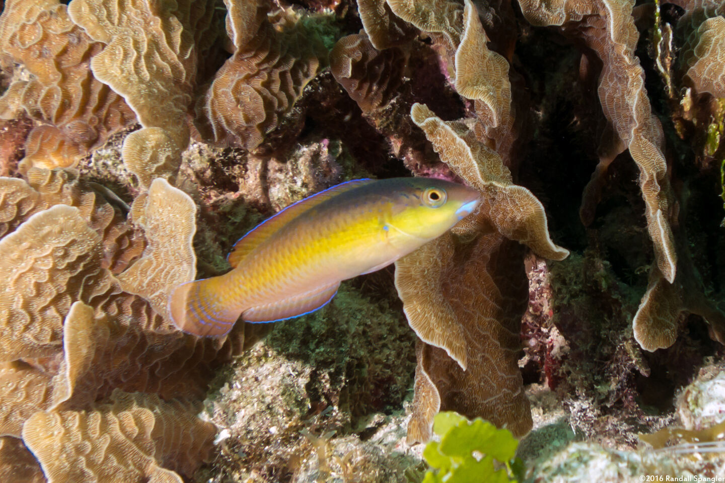 Halichoeres garnoti (Yellowhead Wrasse)