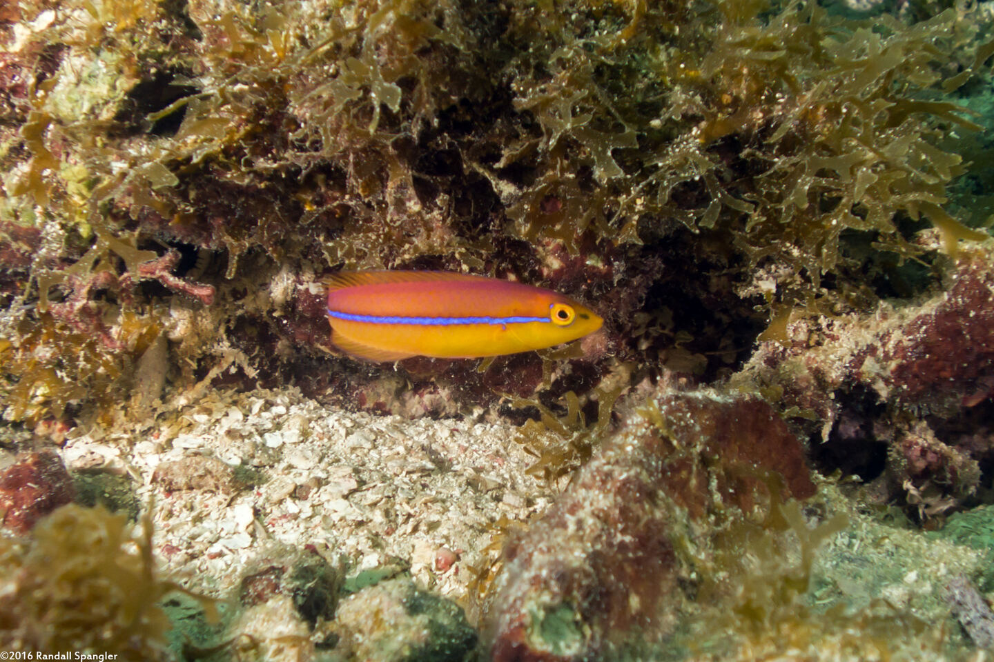 Halichoeres garnoti (Yellowhead Wrasse)