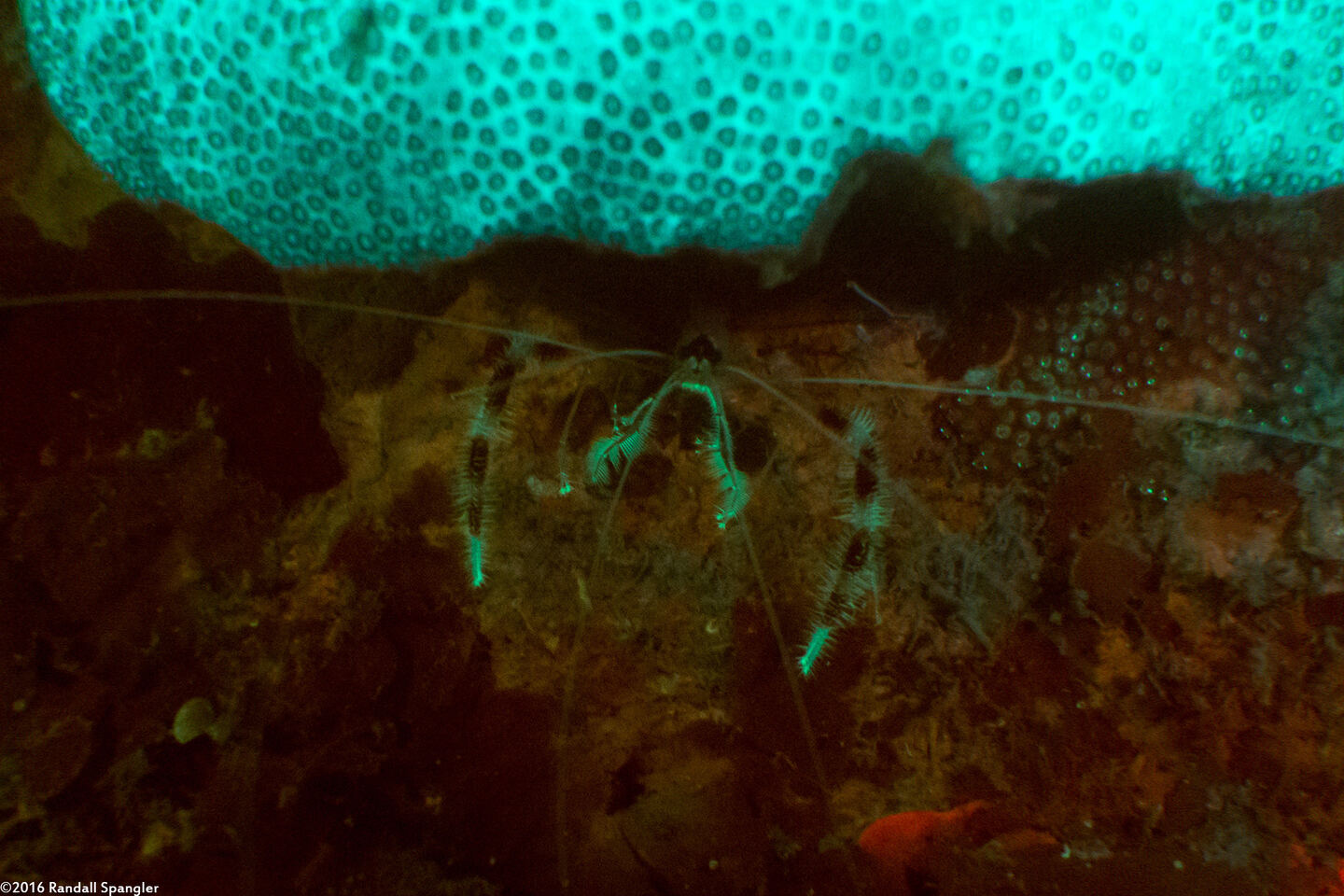 Stenopus hispidus (Banded Coral Shrimp)