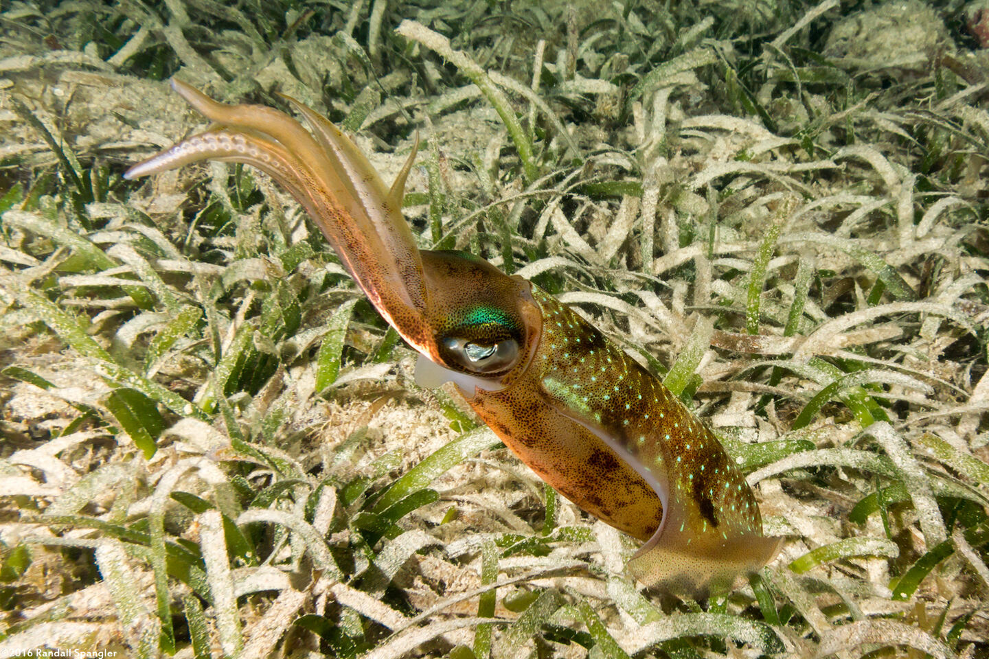 Sepioteuthis sepioidea (Caribbean Reef Squid)