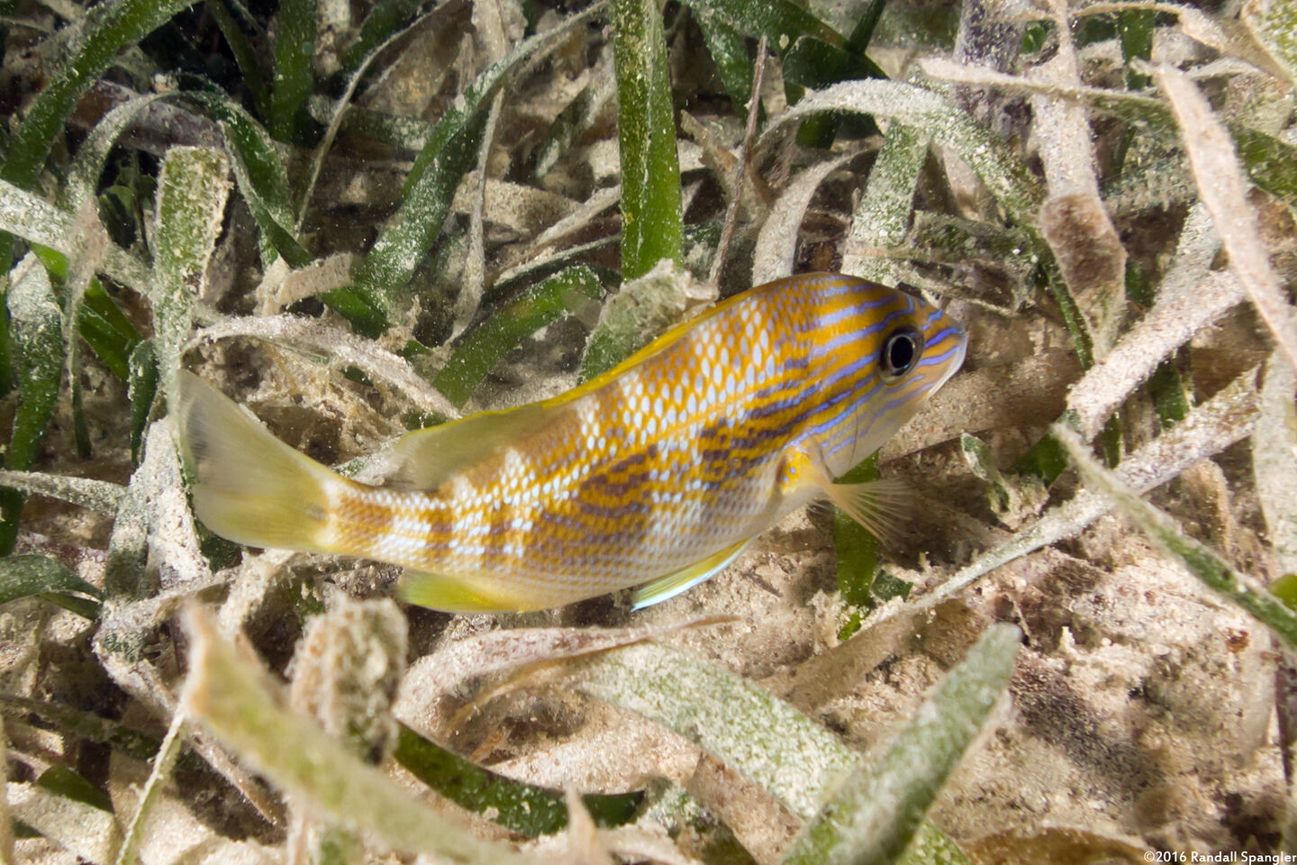 Haemulon plumierii (White Grunt)