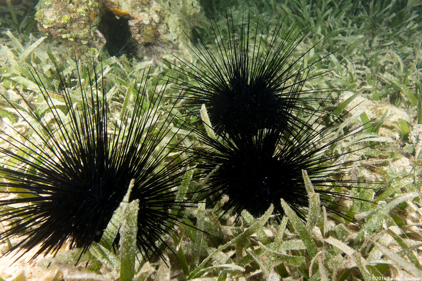 Diadema antillarum (Long-Spined Urchin)
