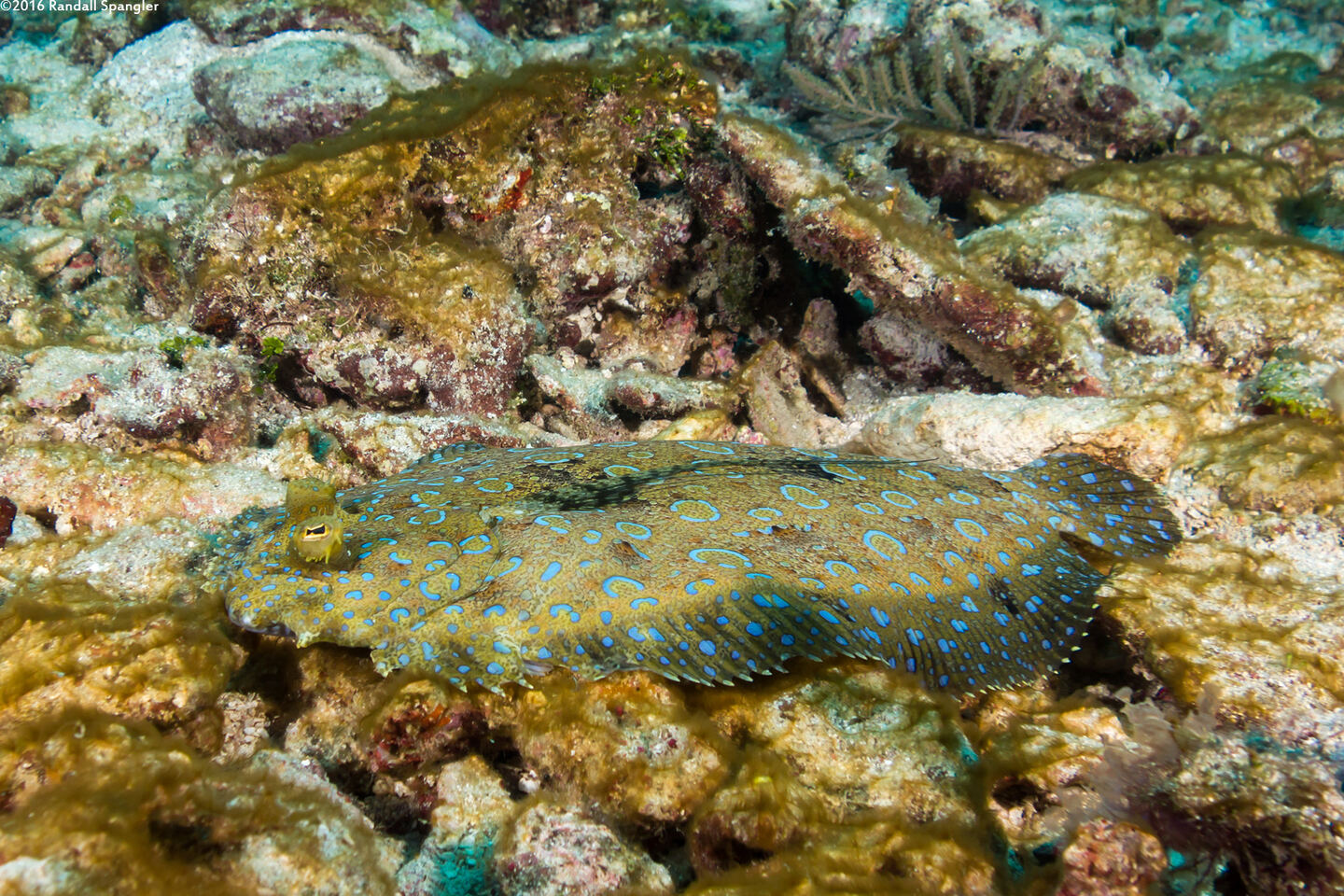 Bothus lunatus (Peacock Flounder)