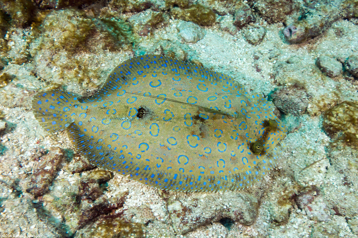 Bothus lunatus (Peacock Flounder)