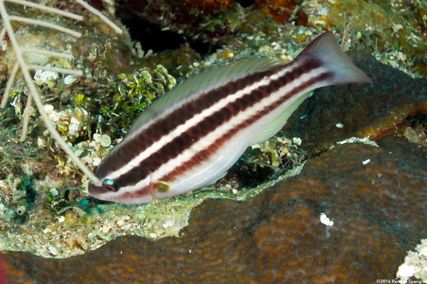 Scarus taeniopterus (Princess Parrotfish)