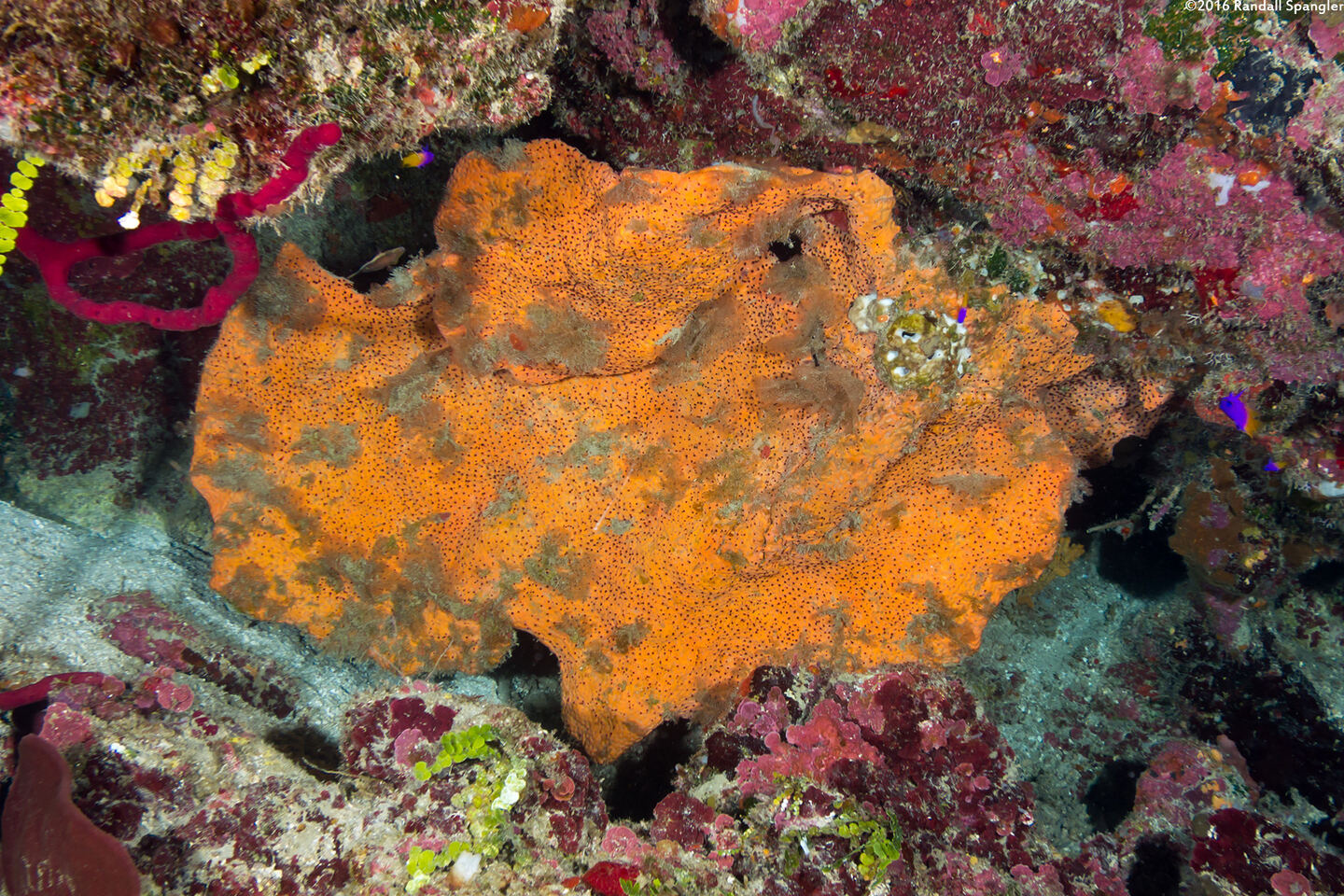 Agelas clathrodes (Orange Elephant Ear Sponge)