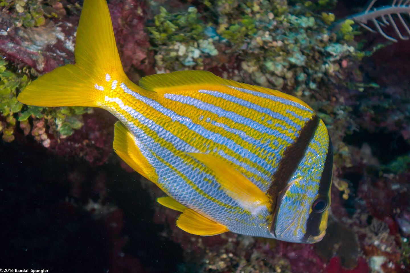 Anisotremus virginicus (Porkfish)
