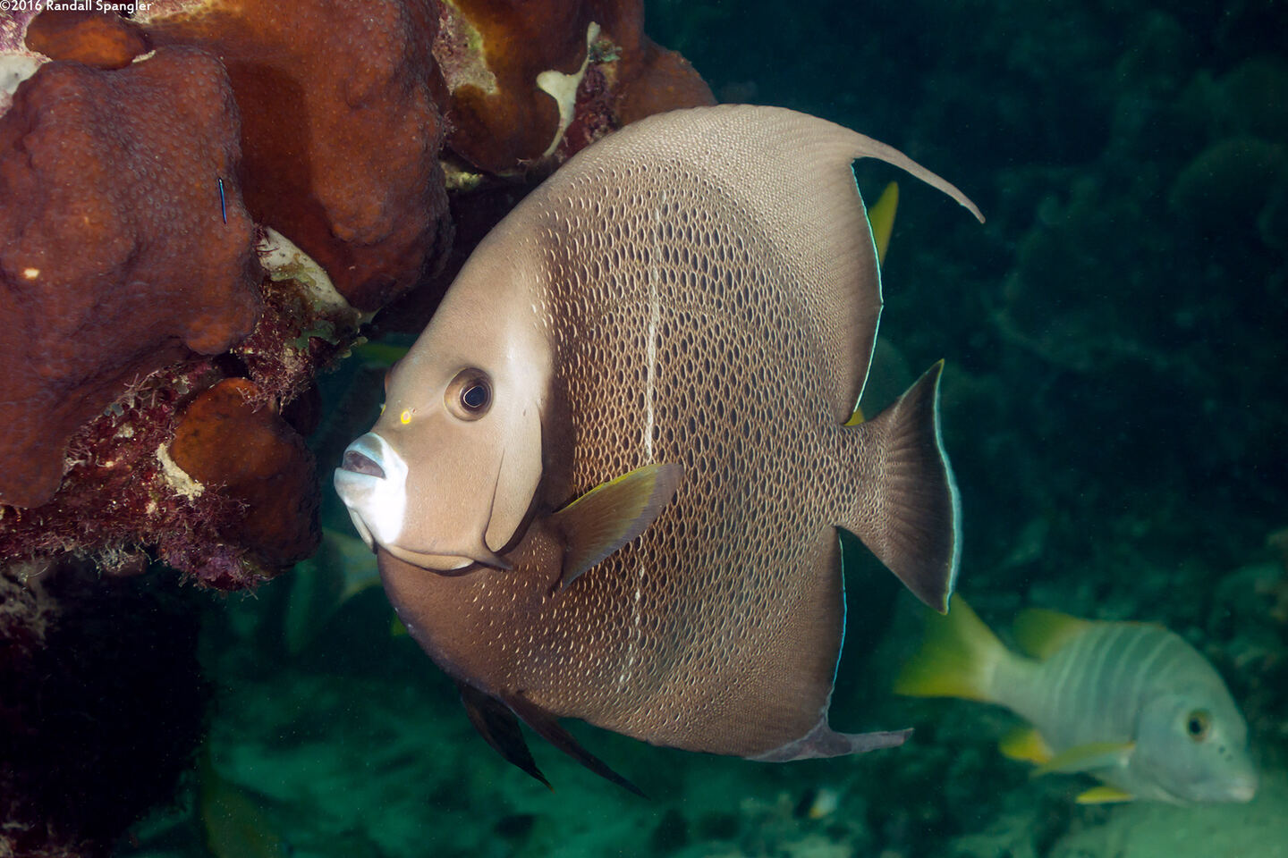 Pomacanthus arcuatus (Gray Angelfish)