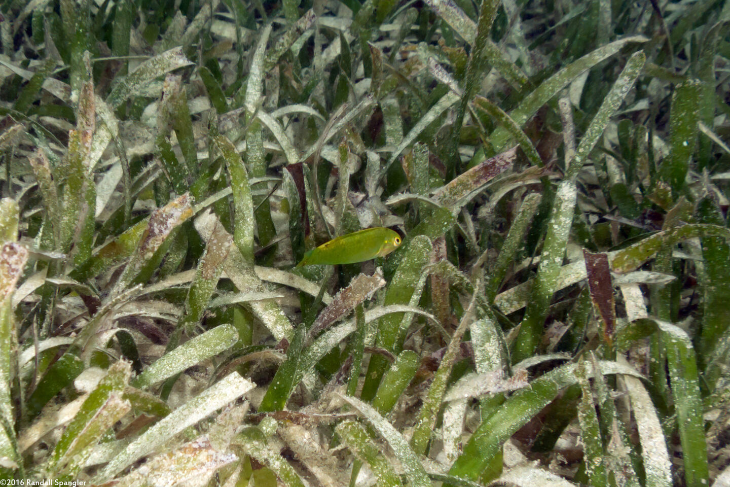 Halichoeres poeyi (Blackear Wrasse)