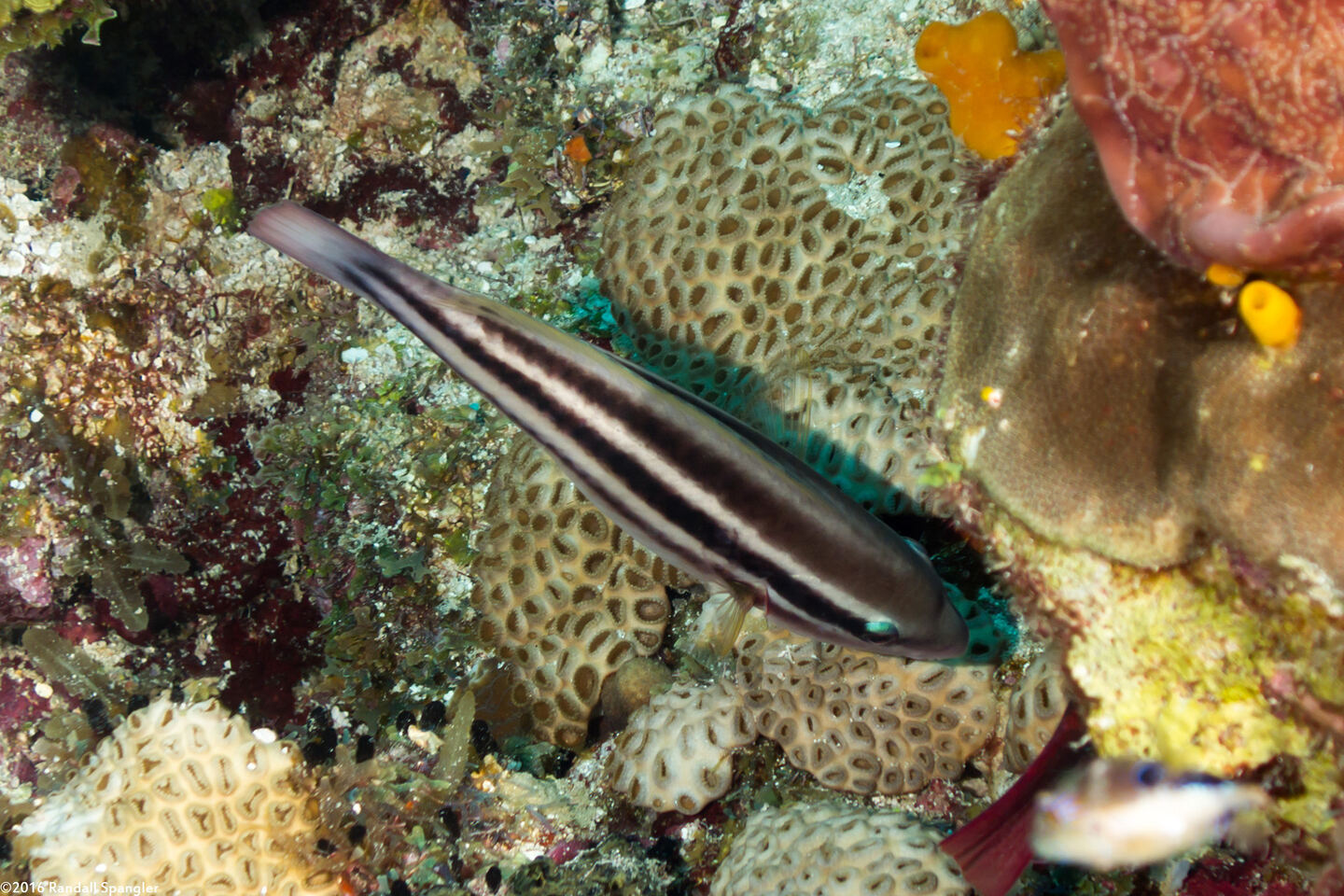 Scarus taeniopterus (Princess Parrotfish)