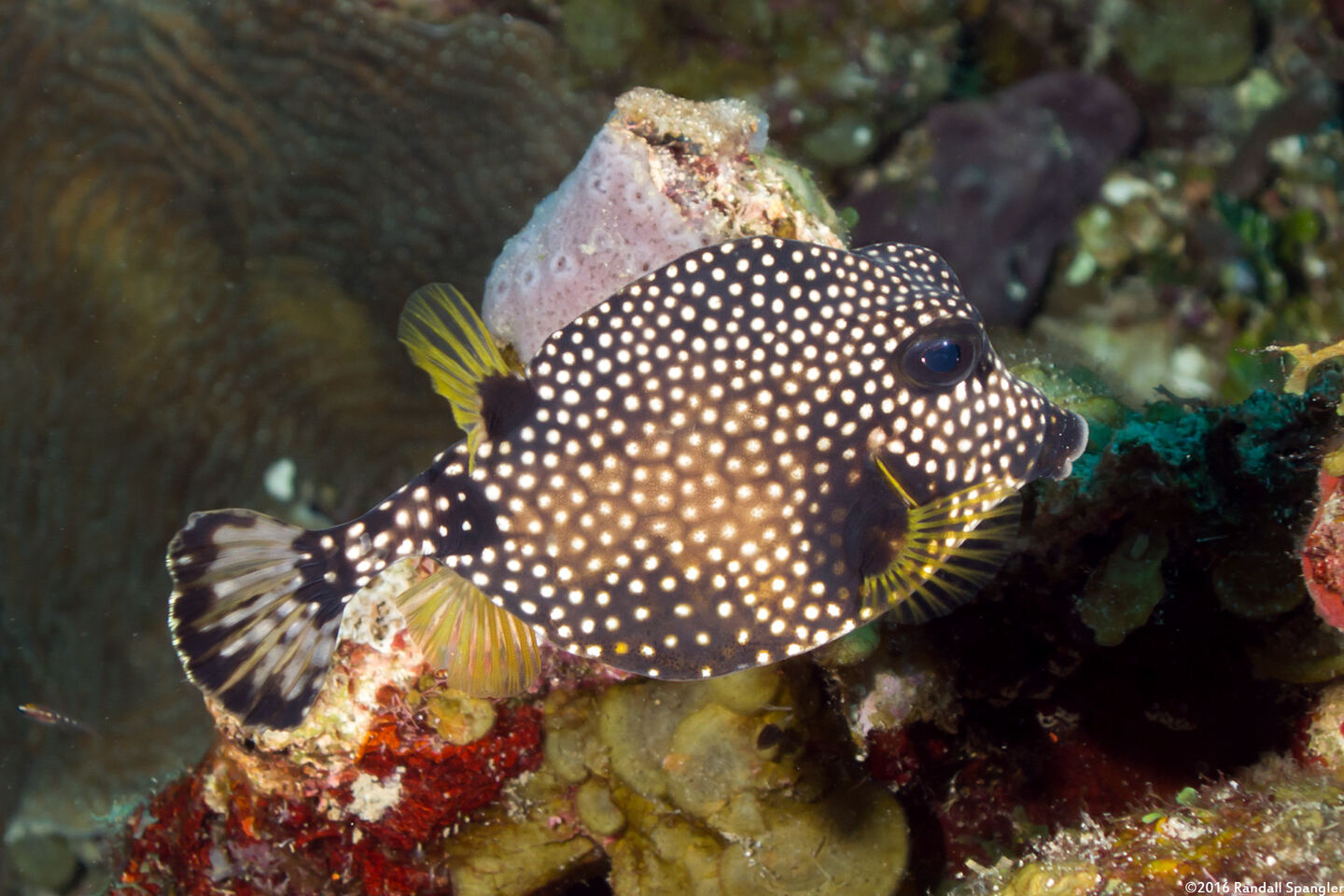 Lactophrys triqueter (Smooth Trunkfish)
