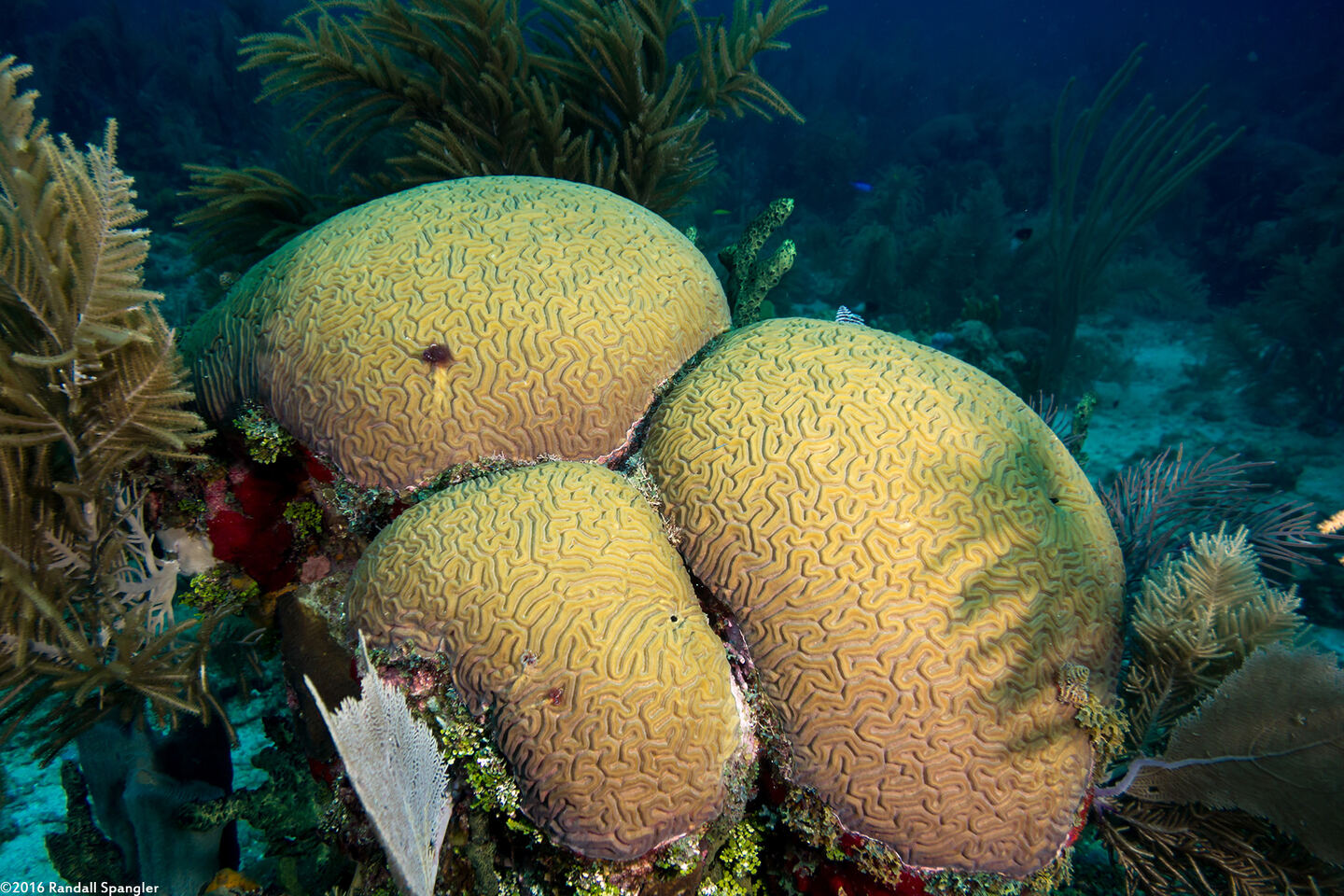 Diploria labyrinthiformis (Grooved Brain Coral)