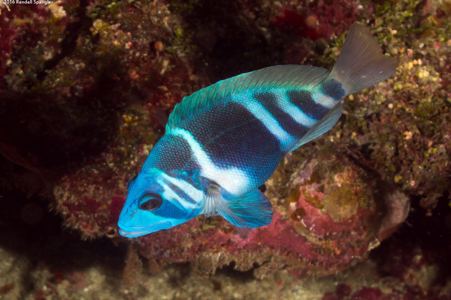 Hypoplectrus indigo (Indigo Hamlet)