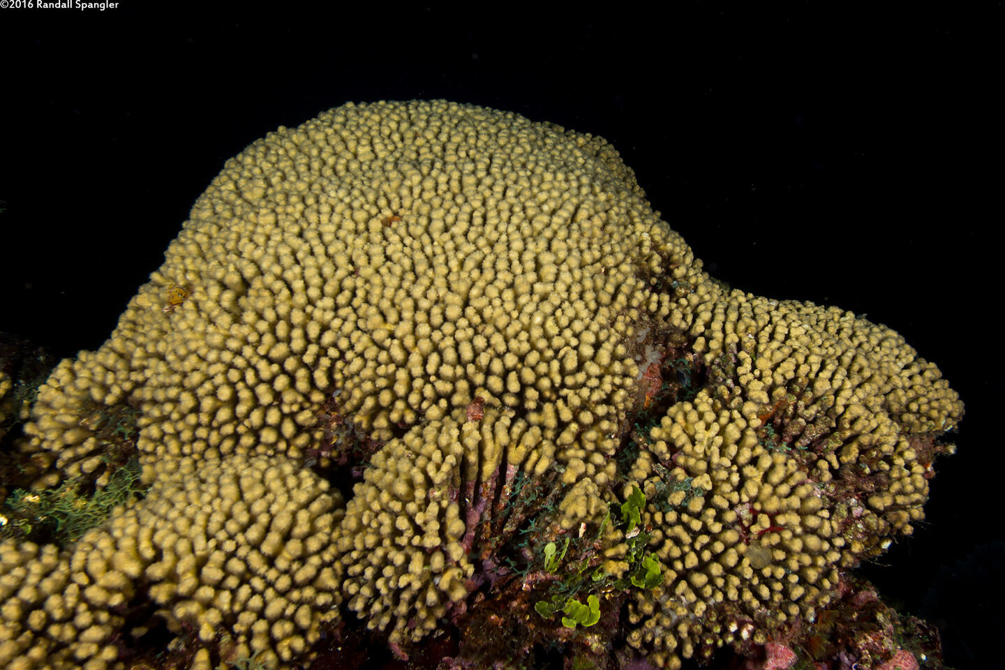 Madracis auretenra (Yellow Pencil Coral)