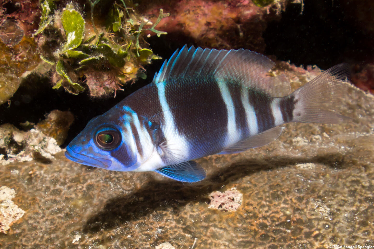 Hypoplectrus indigo (Indigo Hamlet)