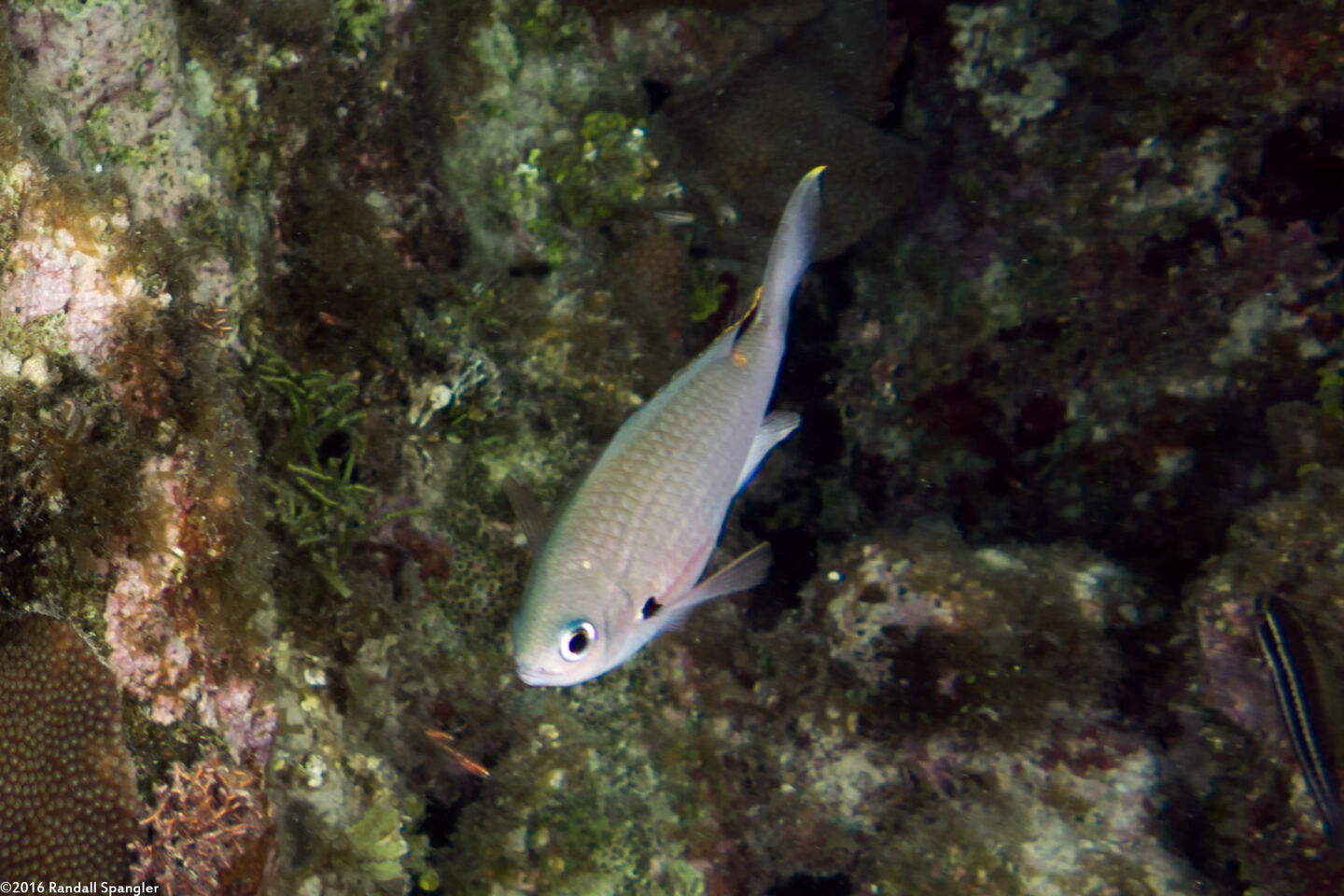 Chromis multilineata (Brown Chromis)