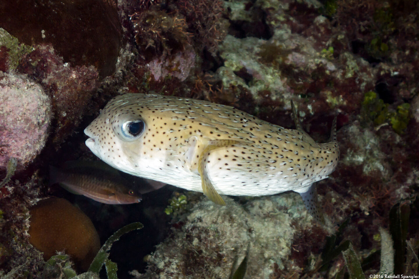 Diodon hystrix (Porcupinefish)