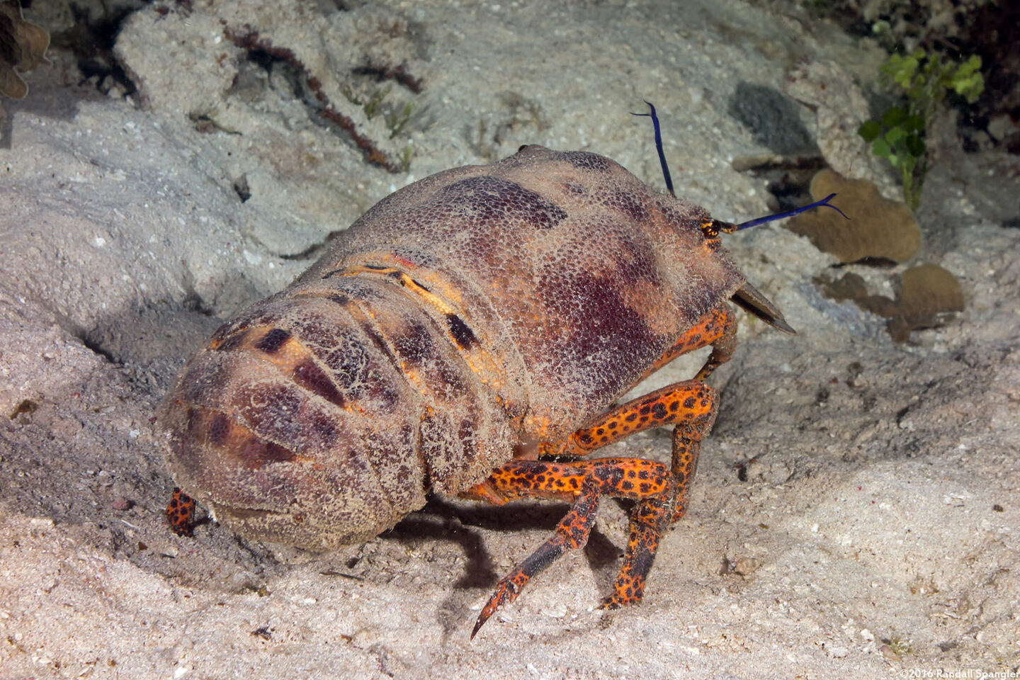 Scyllarides aequinoctialis (Spanish Slipper Lobster)