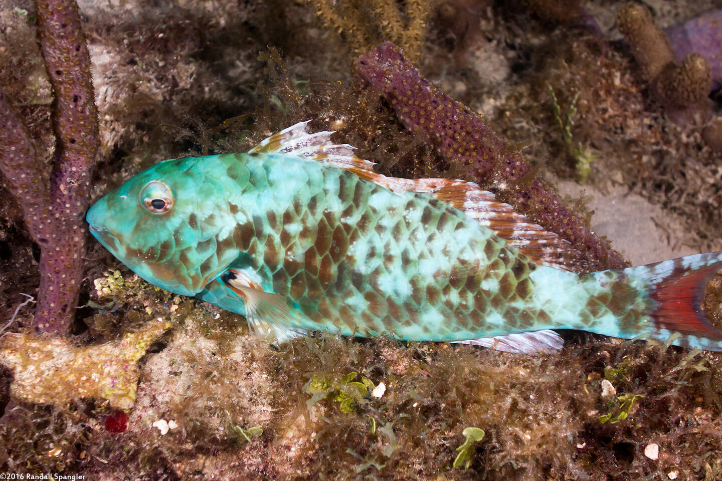 Sparisoma chrysopterum (Redtail Parrotfish); Sleeping