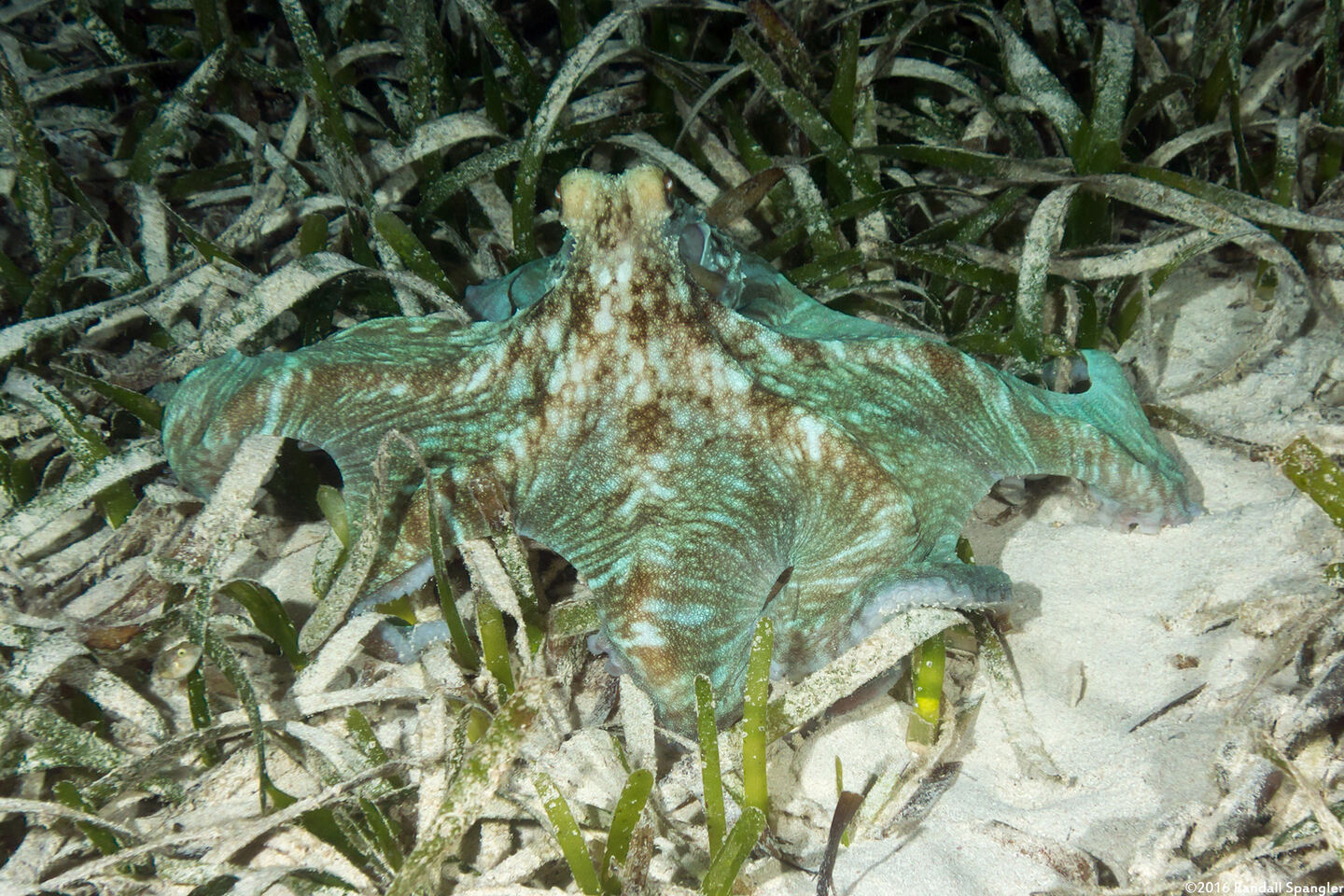 Octopus briareus (Caribbean Reef Octopus)
