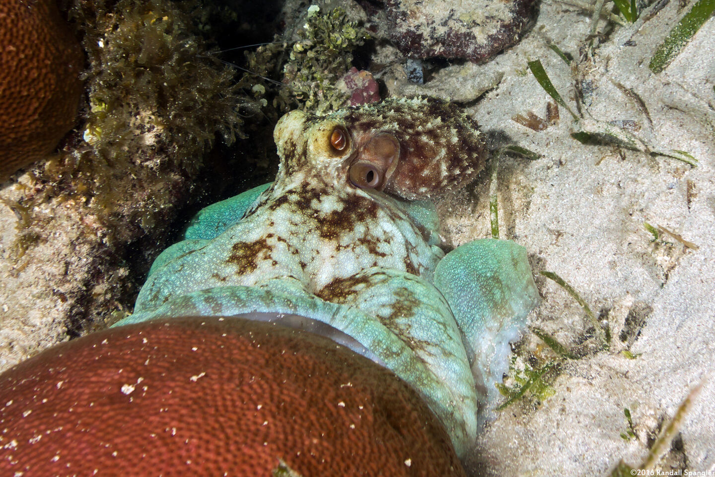 Octopus briareus (Caribbean Reef Octopus)
