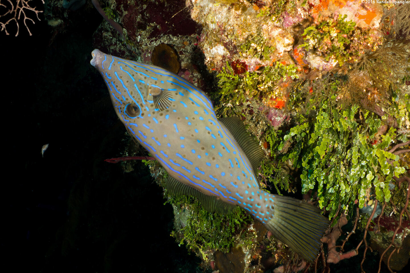 Aluterus scriptus (Scrawled Filefish)
