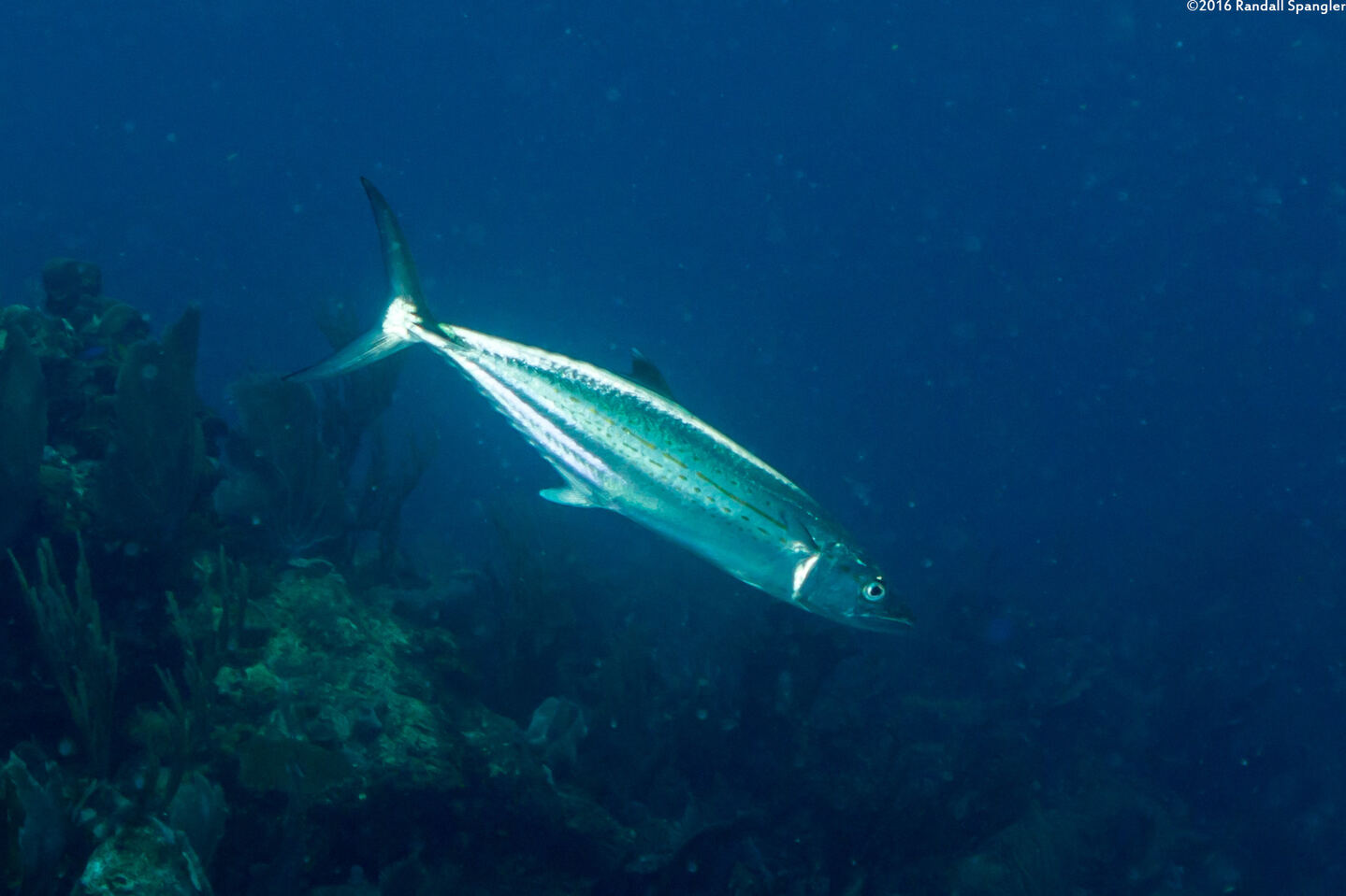 Scomberomorus regalis (Cero)