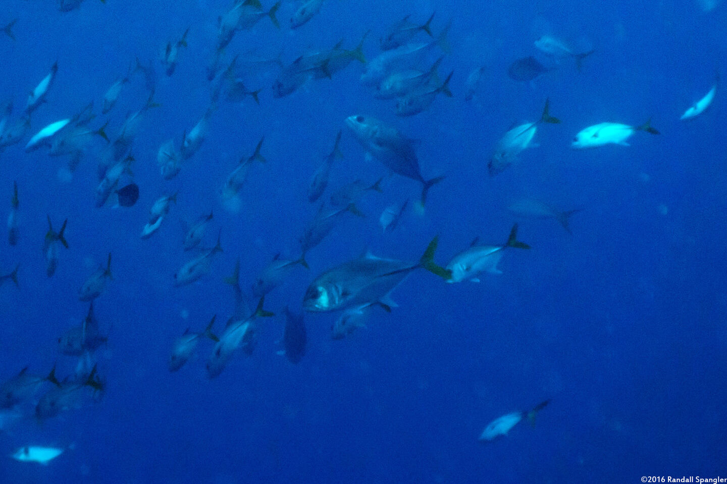 Caranx latus (Horse-Eye Jack)