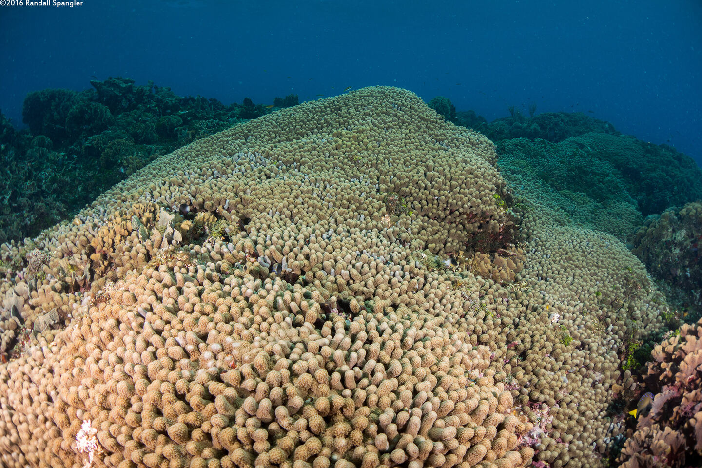 Madracis auretenra (Yellow Pencil Coral)