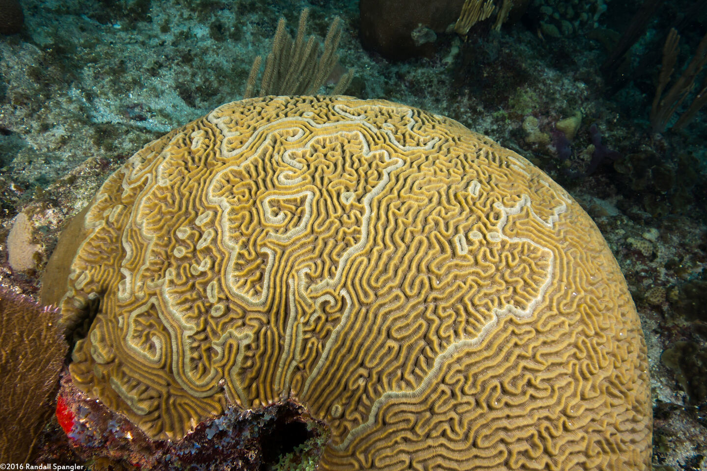 Pseudodiploria strigosa (Symmetrical Brain Coral)