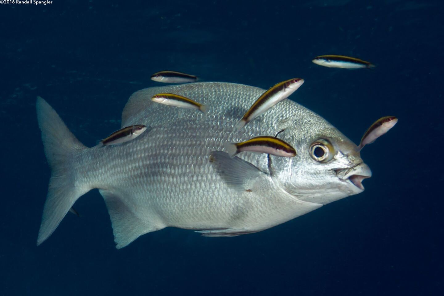 Kyphosus sandwicensis (Gray Chub)