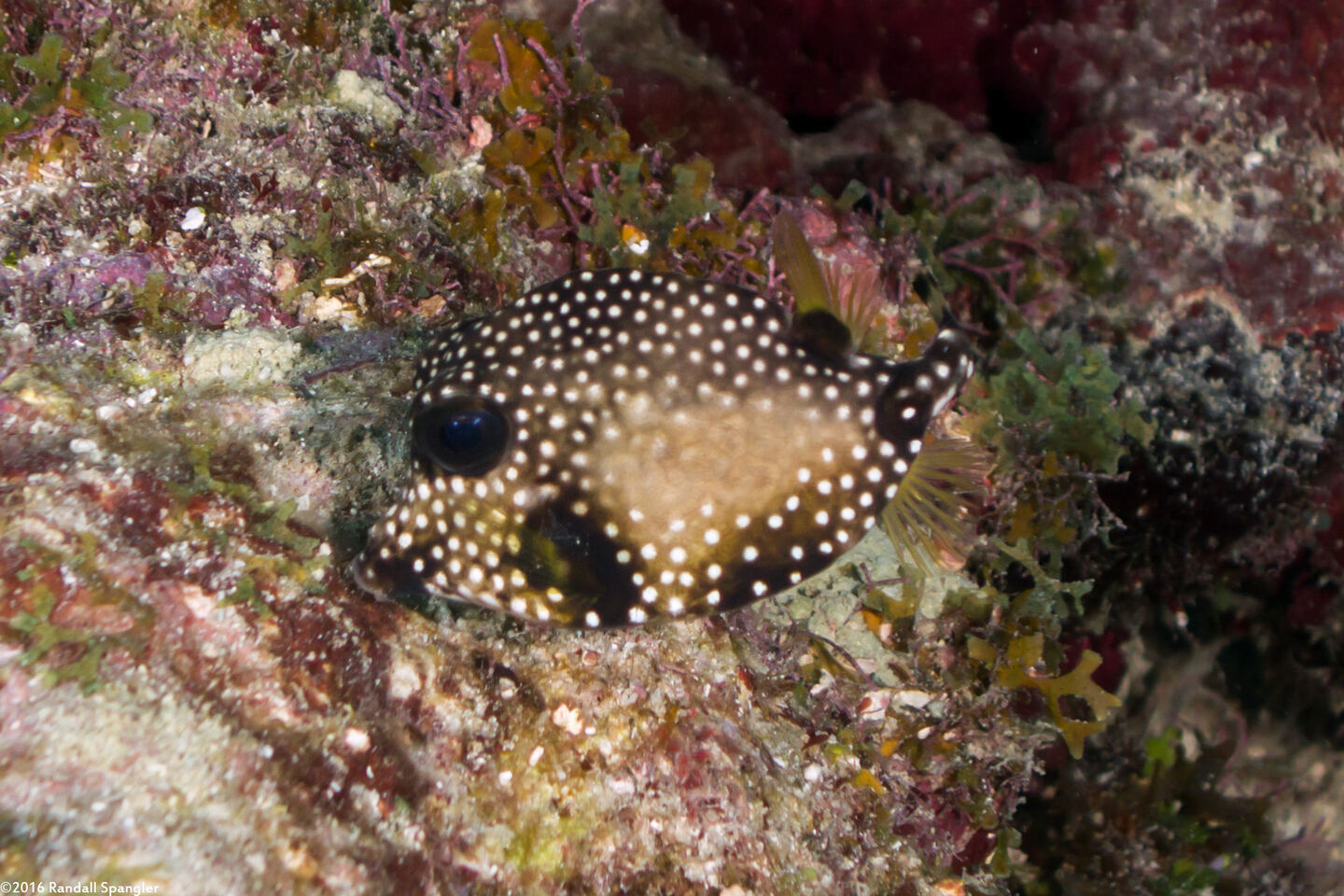 Lactophrys triqueter (Smooth Trunkfish)