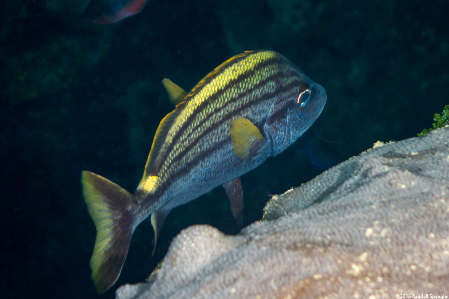 Haemulon macrostomum (Spanish Grunt)