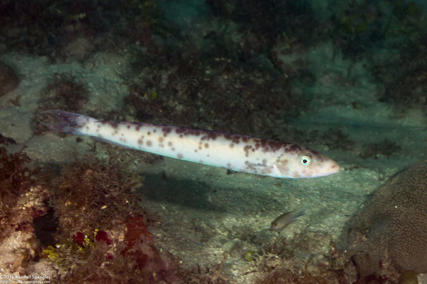 Malacanthus plumieri (Sand Tilefish)