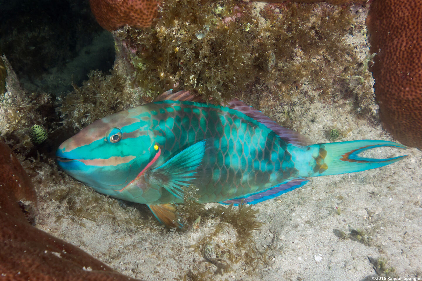 Sparisoma viride (Stoplight Parrotfish); Sleeping