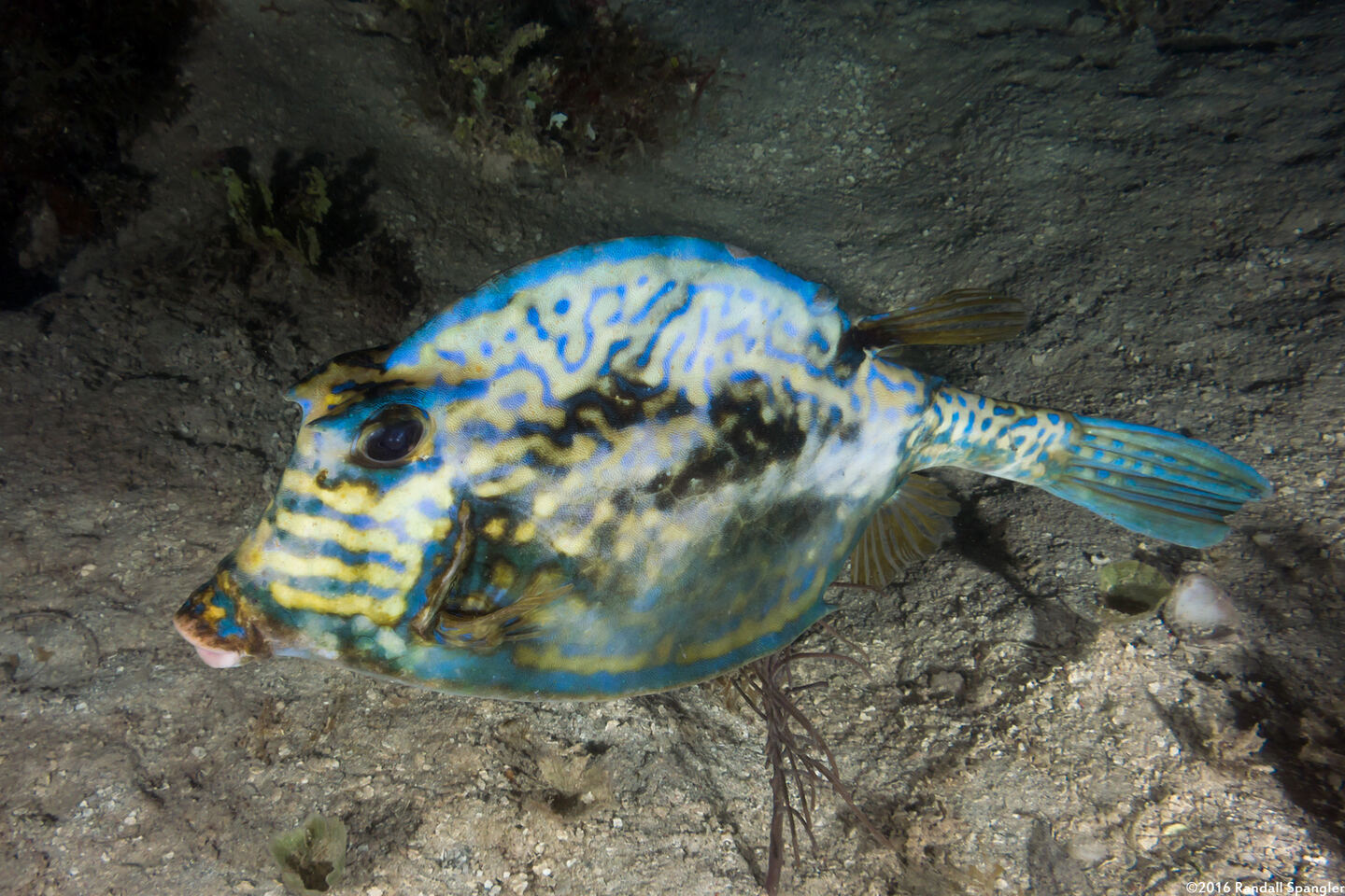 Acanthostracion quadricornis (Scrawled Cowfish)