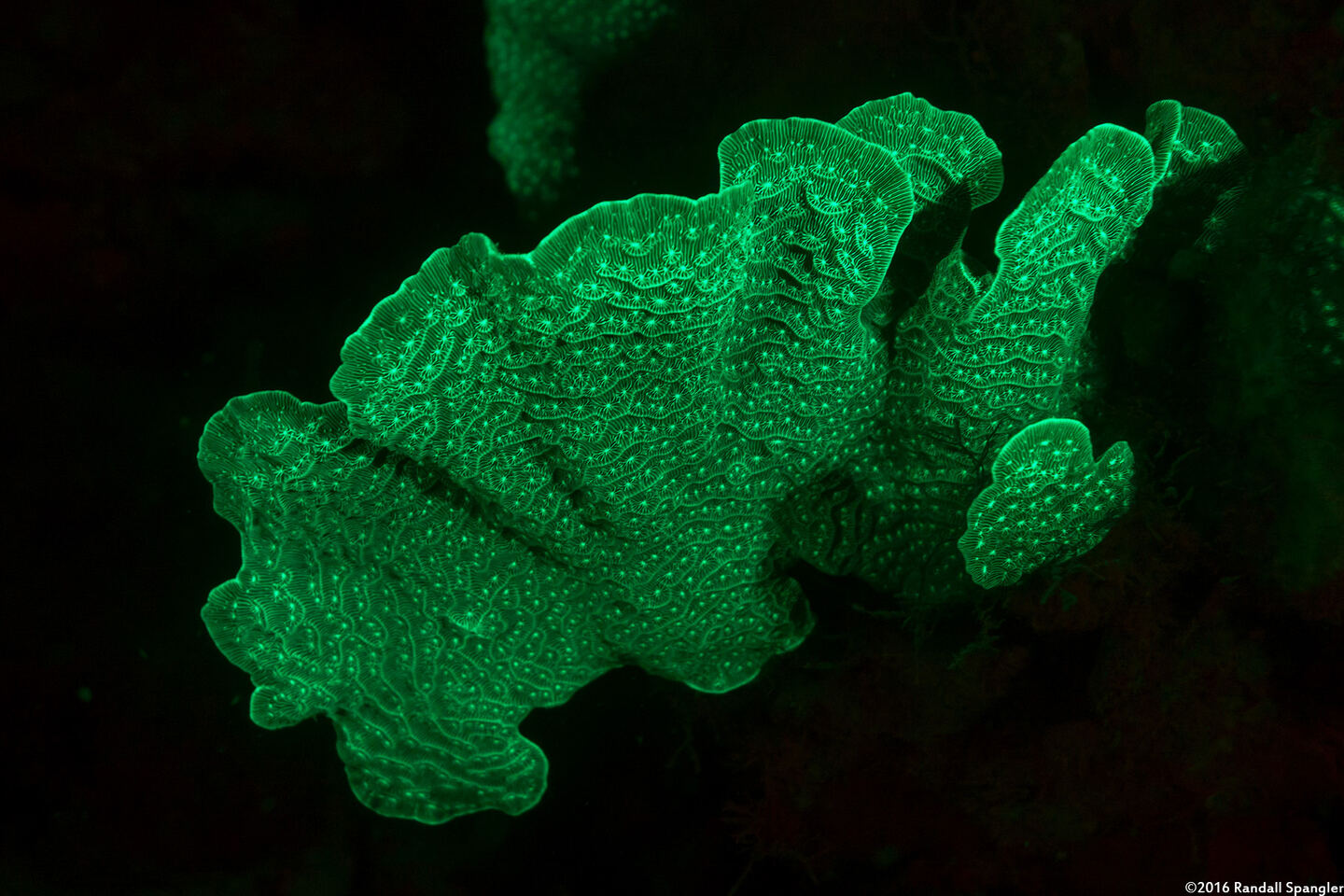 Agaricia agaricites (Lettuce Coral)