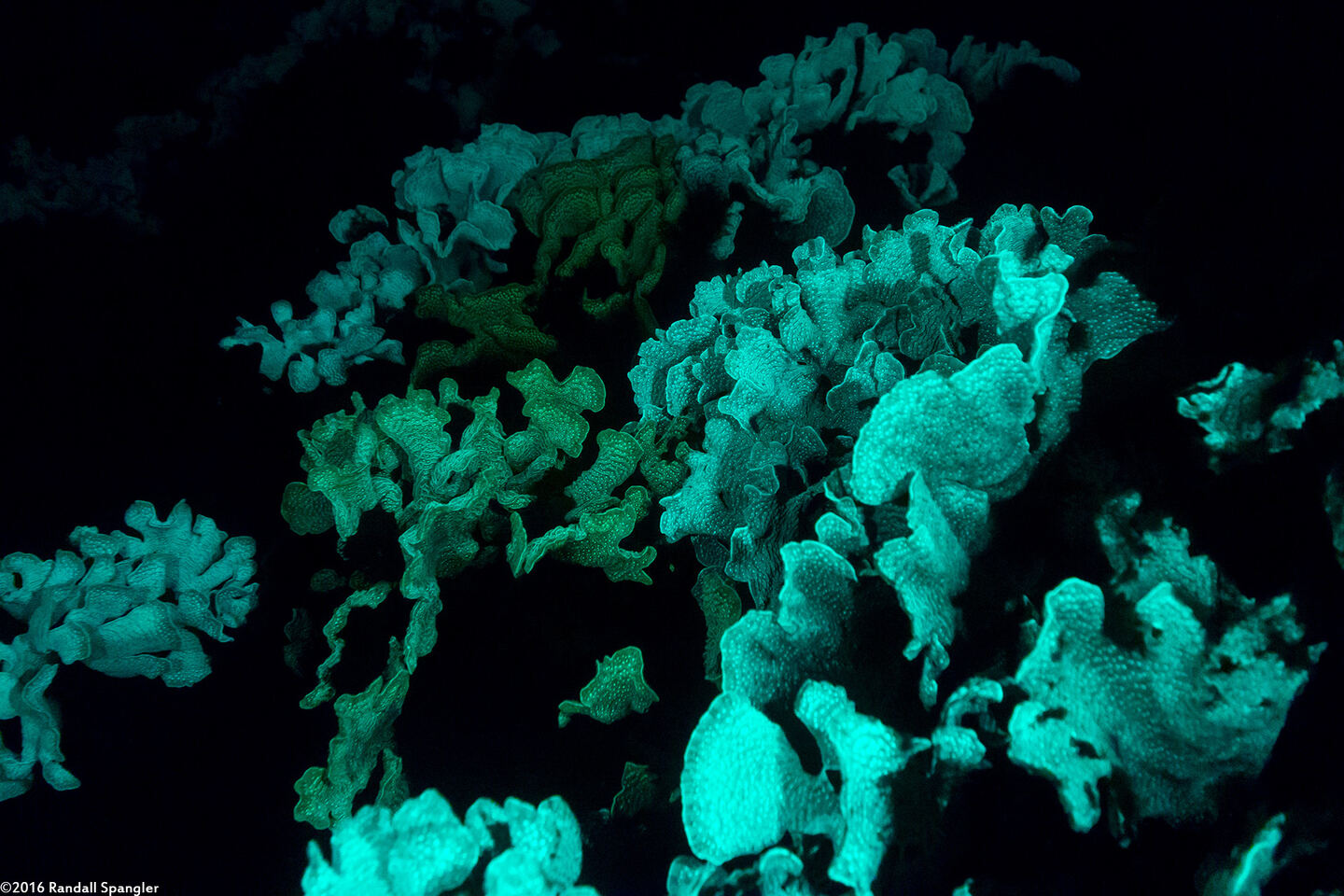 Agaricia tenuifolia (Thin Leaf Lettuce Coral)