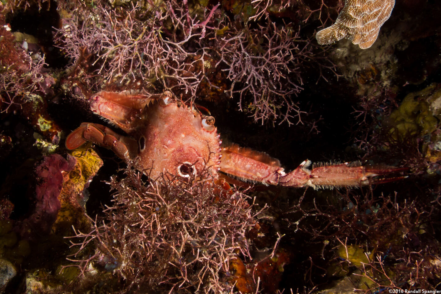 Achelous sebae (Ocellate Swimming Crab)