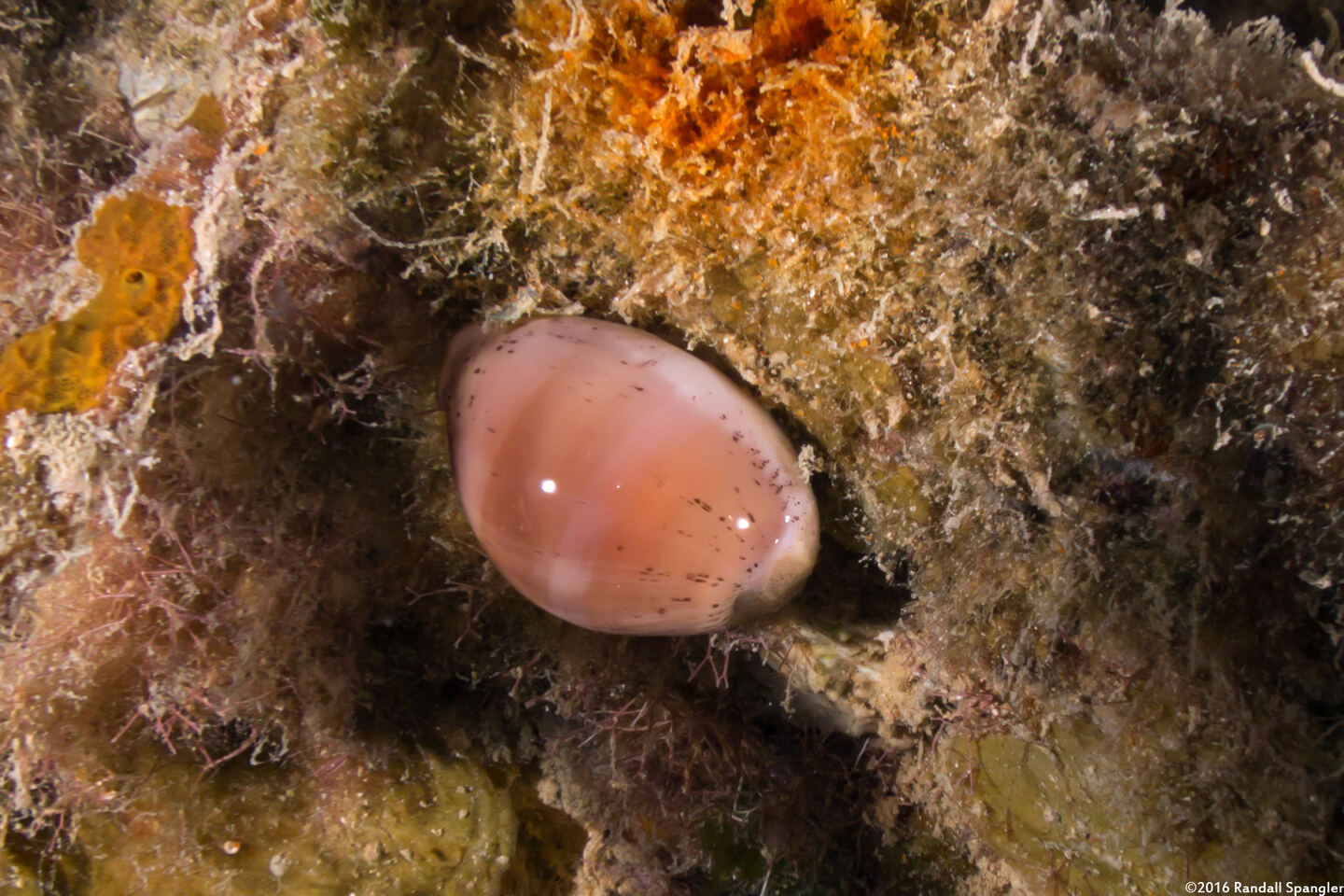 Luria cinerea (Atlantic Gray Cowry)