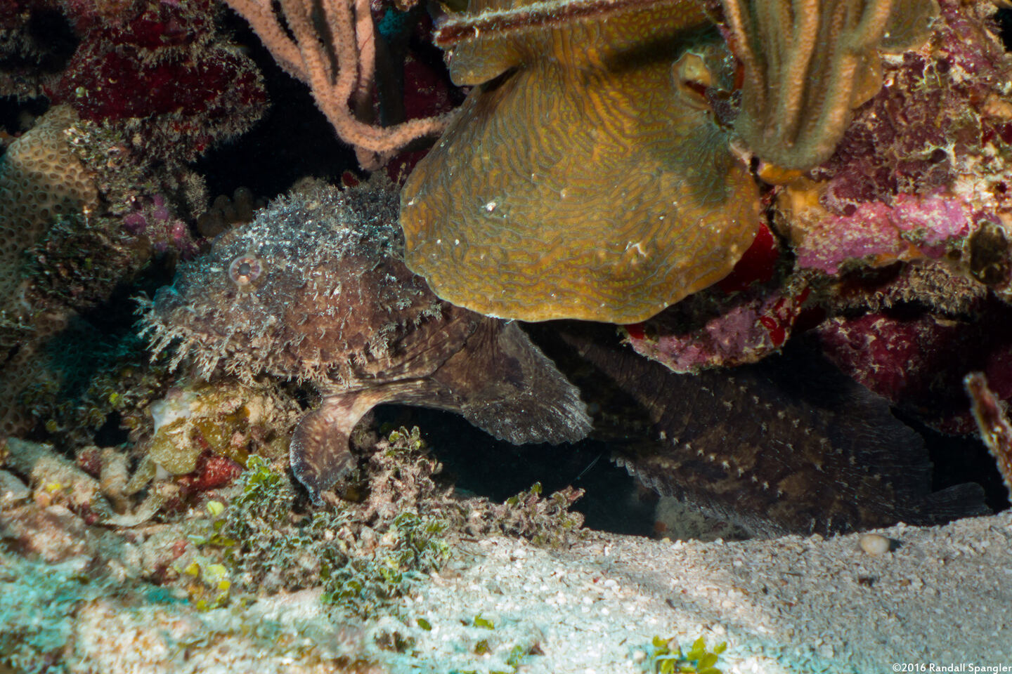 Batrachoides gilberti (Large-Eye Toadfish)