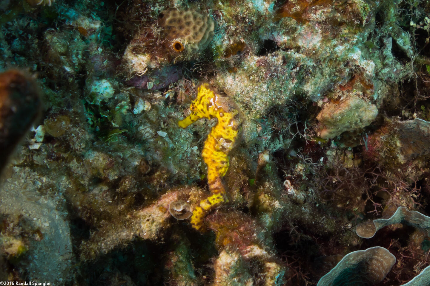 Hippocampus reidi (Longsnout Seahorse)