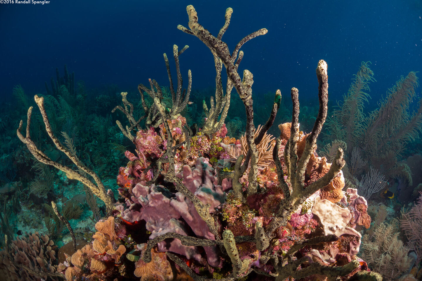 Iotrochota birotulata (Green Finger Sponge)