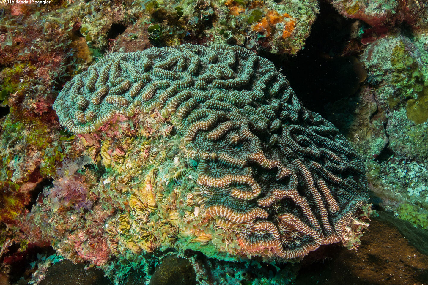 Mycetophyllia aliciae (Knobby Cactus Coral)