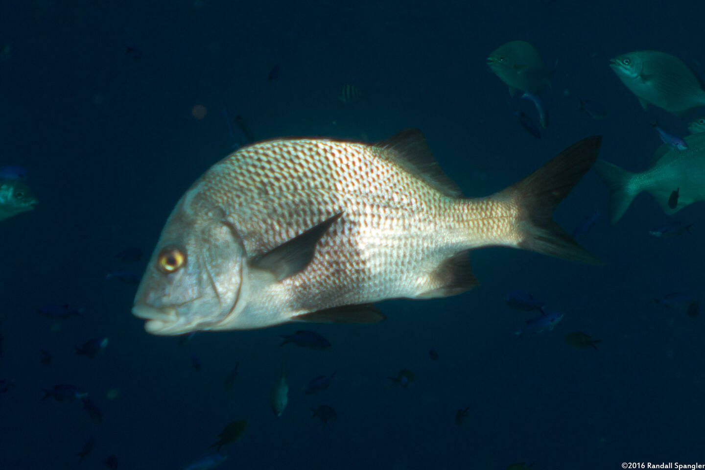 Anisotremus surinamensis (Black Margate)