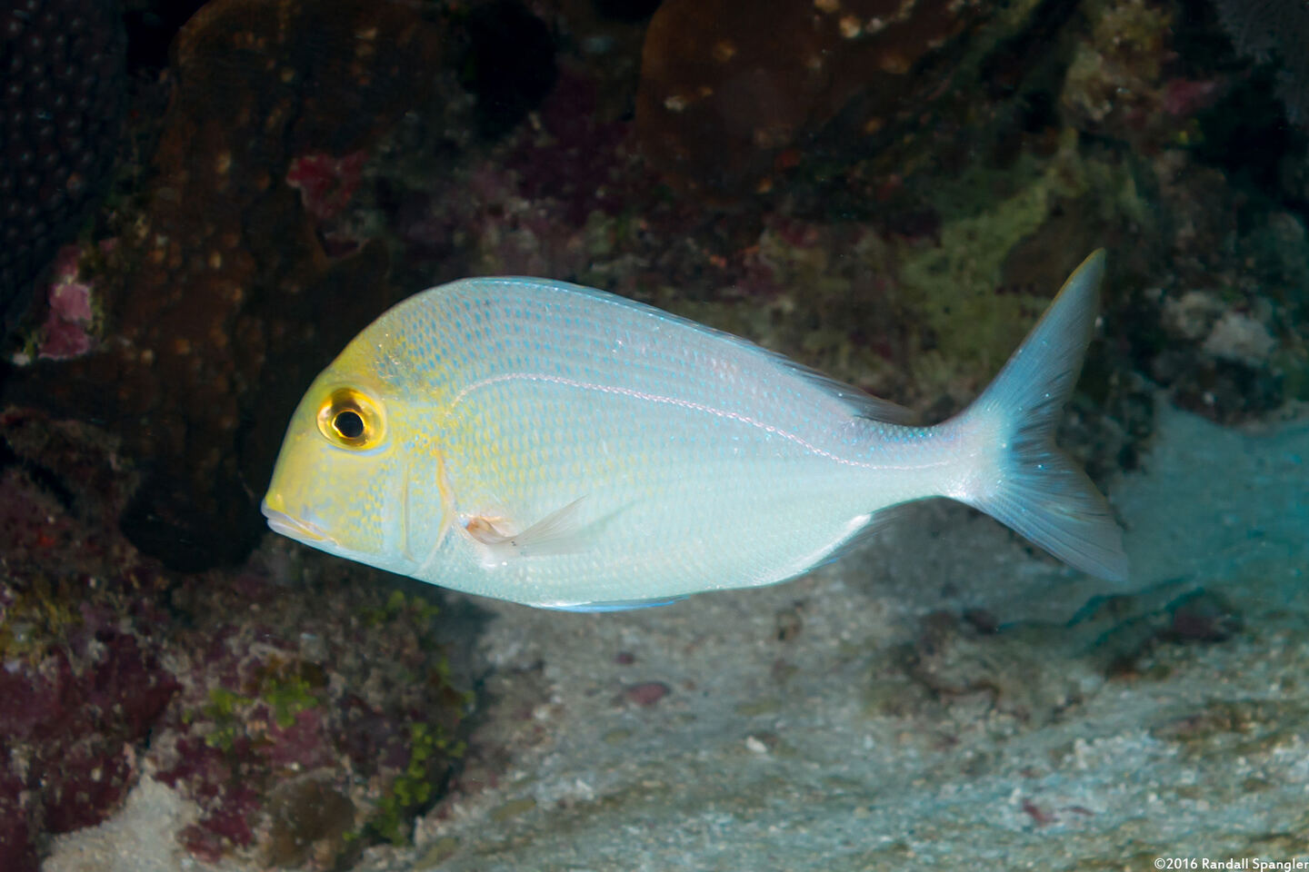 Calamus calamus (Saucereye Porgy)